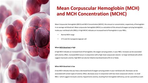 31 mchc blood test